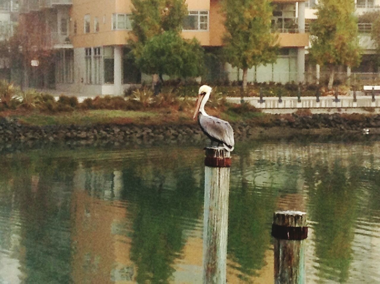 GRAY HERON PERCHING ON CANAL