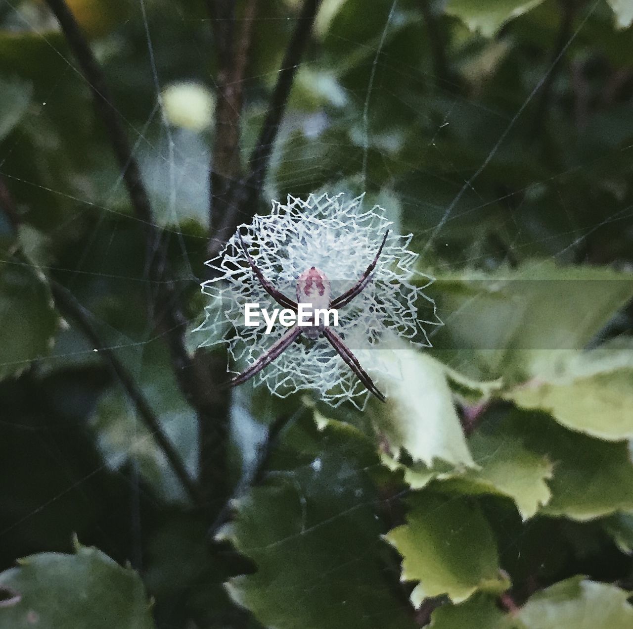 CLOSE-UP OF PLANT GROWING ON PLANT