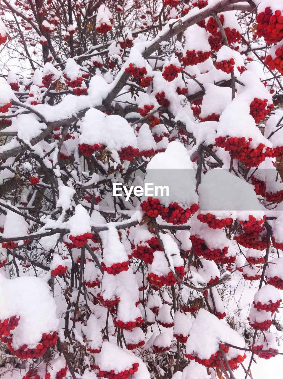 CLOSE-UP OF SNOW COVERED TREE