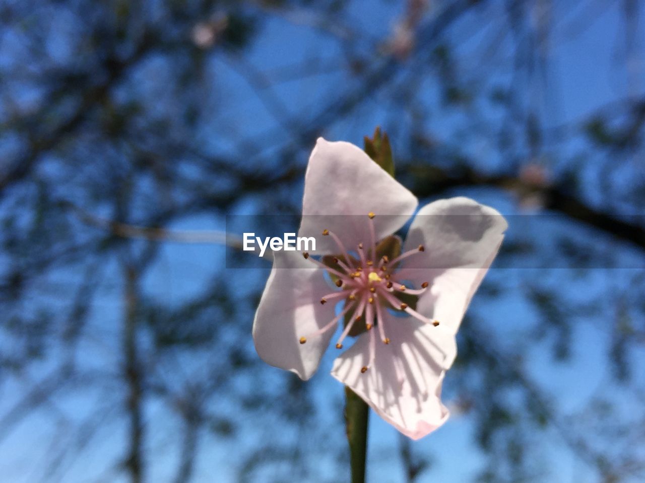 LOW ANGLE VIEW OF WHITE FLOWER AGAINST TREE