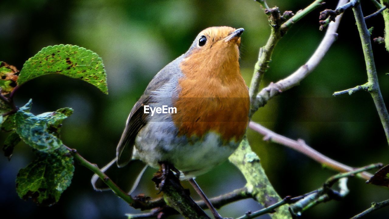 CLOSE-UP OF A BIRD PERCHING ON BRANCH