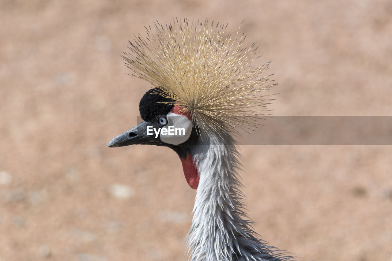 CLOSE-UP OF BIRD