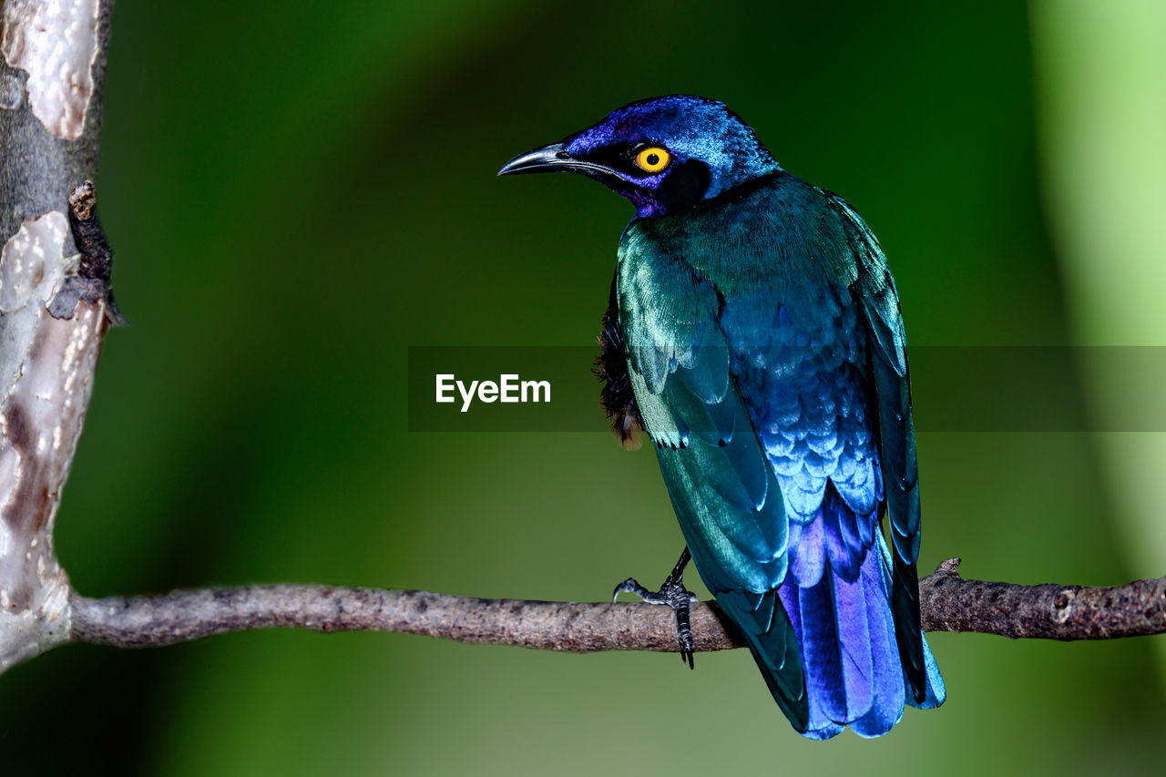 animal themes, animal, bird, animal wildlife, wildlife, one animal, nature, beak, tree, perching, branch, green, plant, no people, beauty in nature, blue, focus on foreground, close-up, forest, outdoors, full length, day, rainforest, multi colored