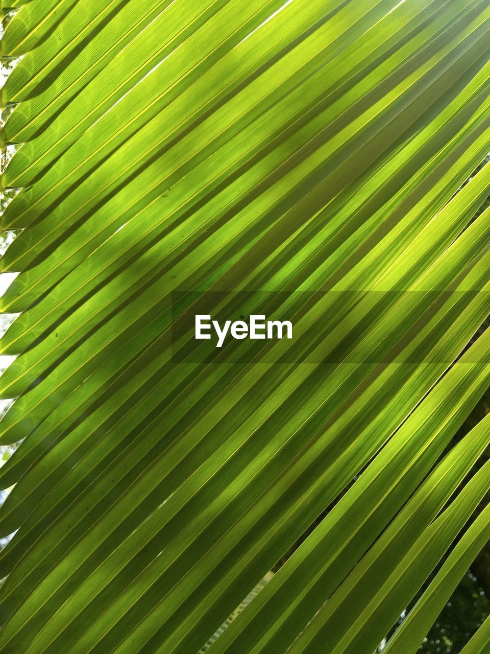 Close-up of palm tree leaves