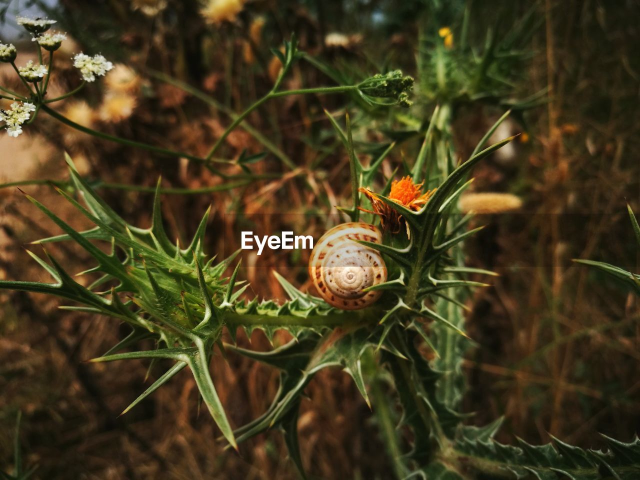 Close-up of snail on plant