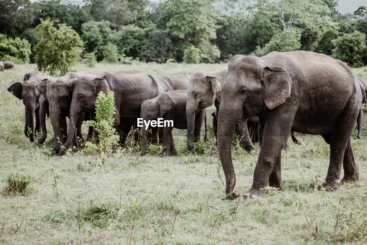 Elephants walking on field