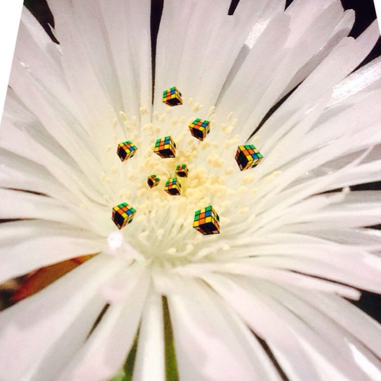 FULL FRAME SHOT OF WHITE FLOWER