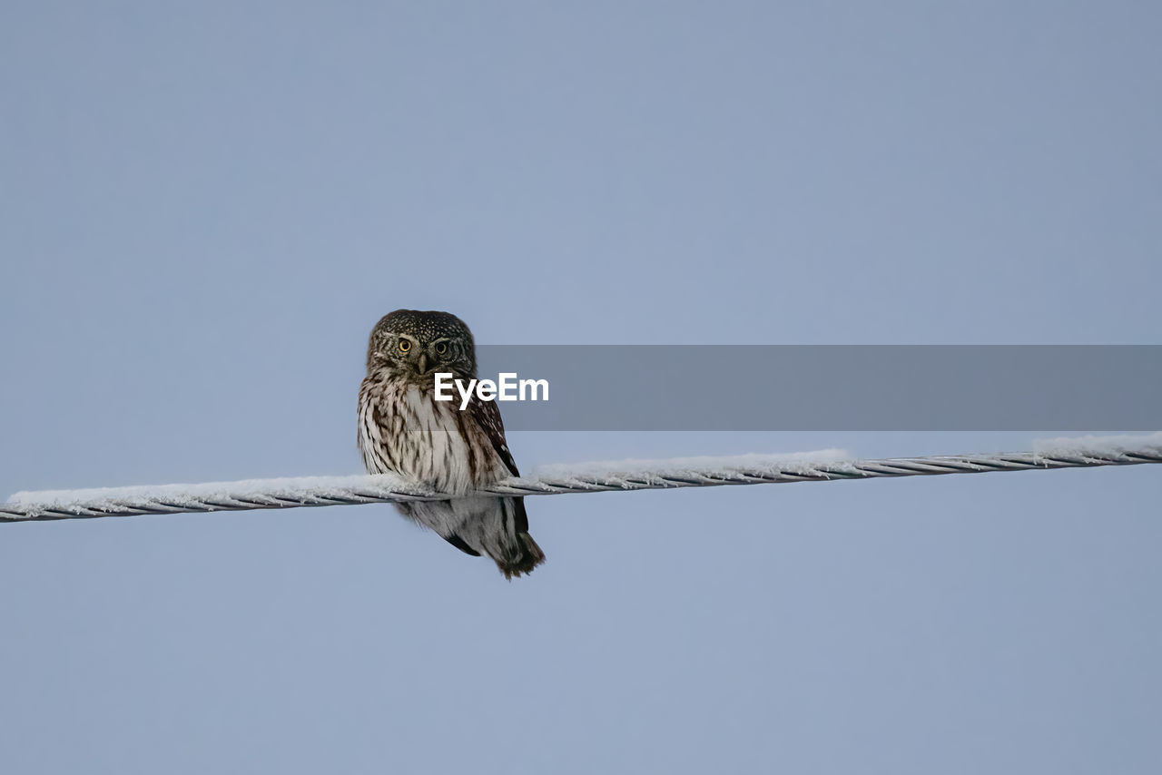 Low angle view of bird perching on rope against clear sky.  pygmy owl.