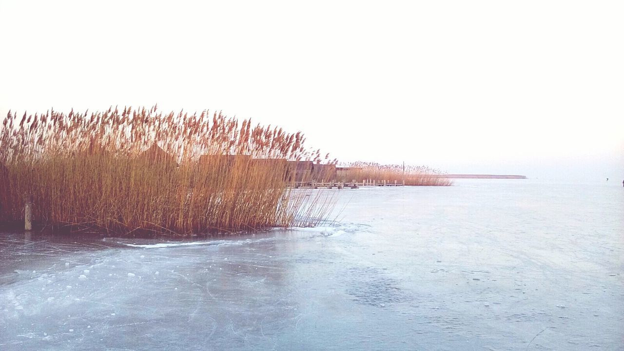 CLOSE-UP OF TREE AGAINST SEA