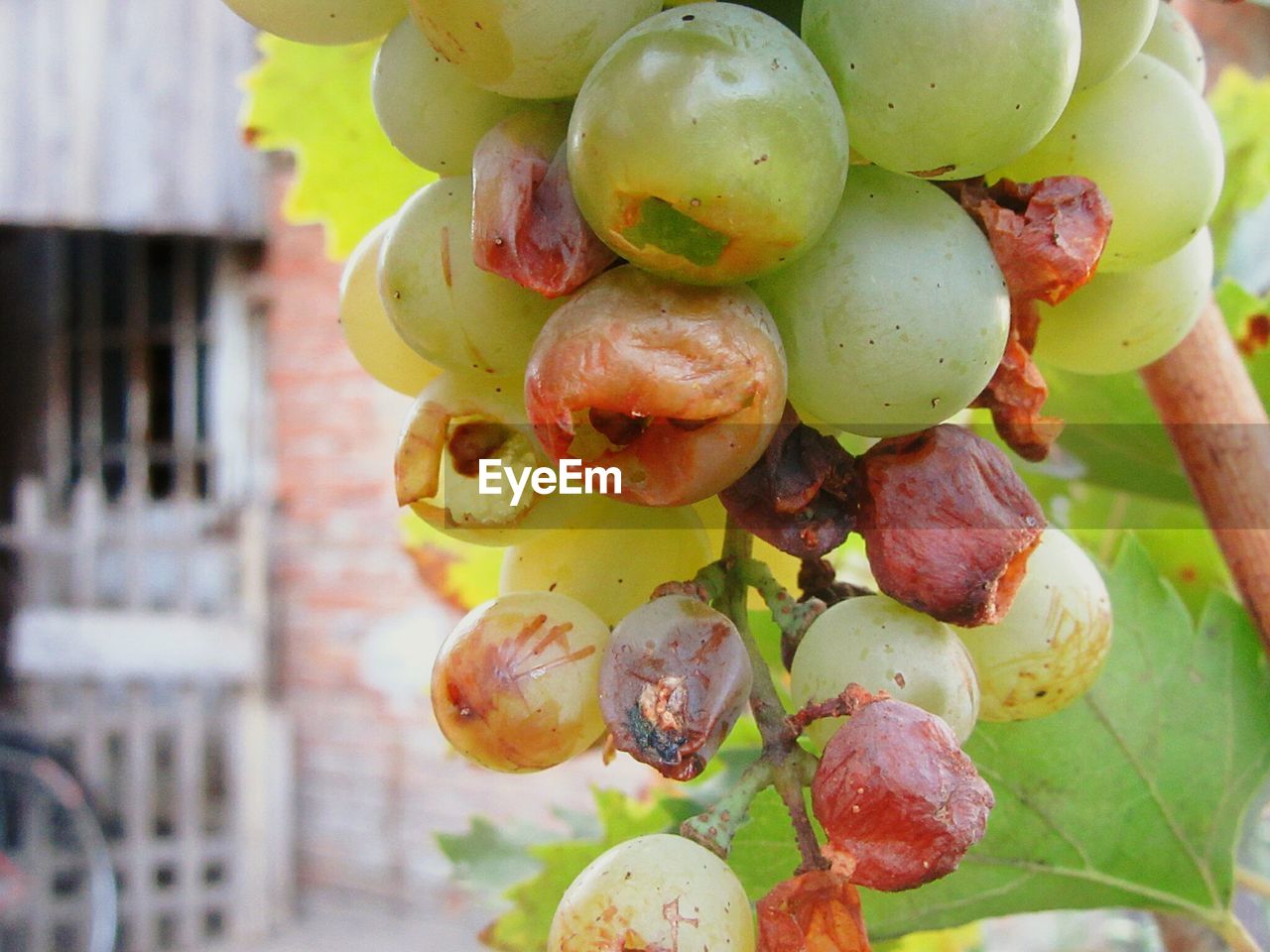 CLOSE-UP OF FRUITS GROWING ON TREE TRUNK