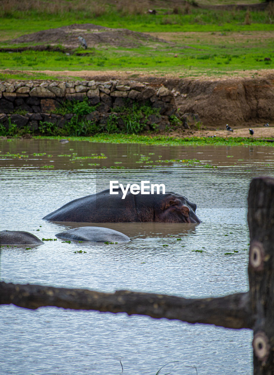 animal themes, animal, animal wildlife, wildlife, water, one animal, mammal, nature, no people, hippopotamus, outdoors, travel destinations, day, sea, tourism, travel, beauty in nature, environment, animal body part