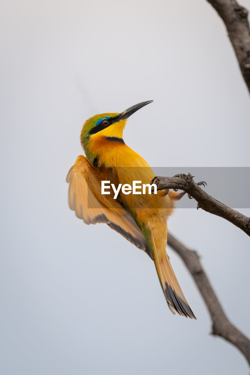 low angle view of bird perching on tree against clear sky