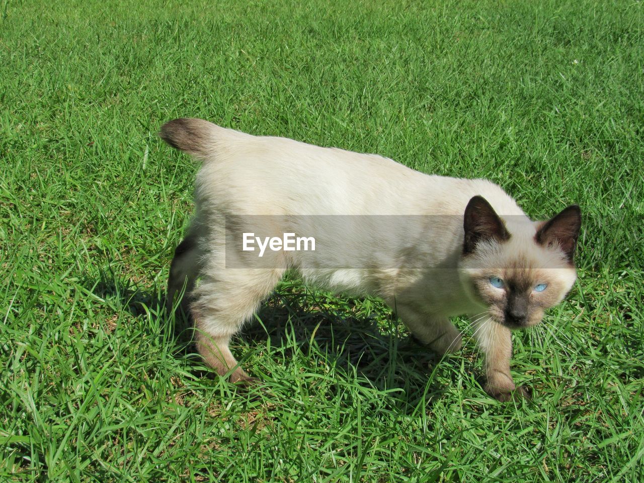 Siamese american bobtail manx cat outdoors 