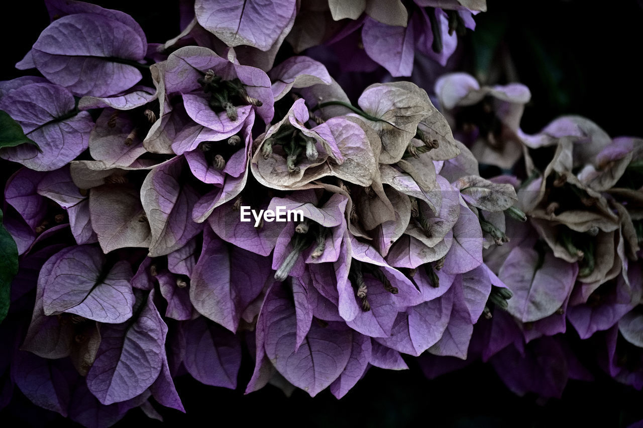 purple, flower, plant, lilac, beauty in nature, petal, nature, close-up, flowering plant, growth, hydrangea, freshness, macro photography, no people, inflorescence, leaf, vegetable, fragility, flower head, plant part, outdoors, black background, lavender