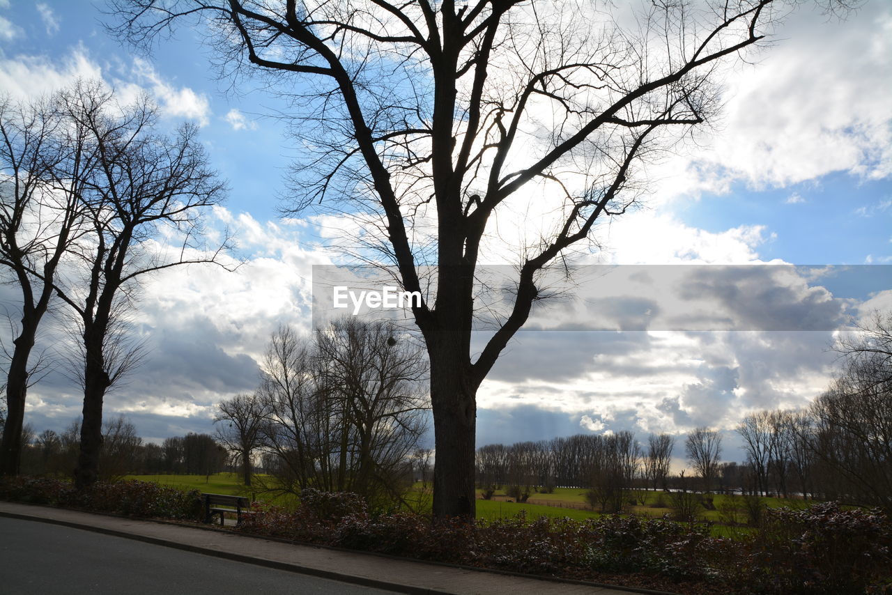 BARE TREES AGAINST SKY