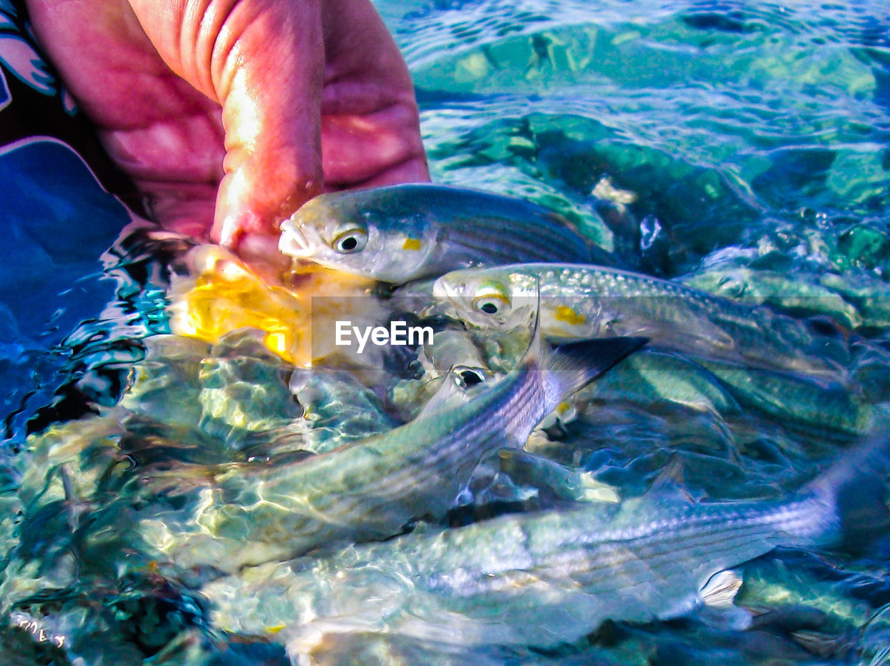 Close-up of fish in water