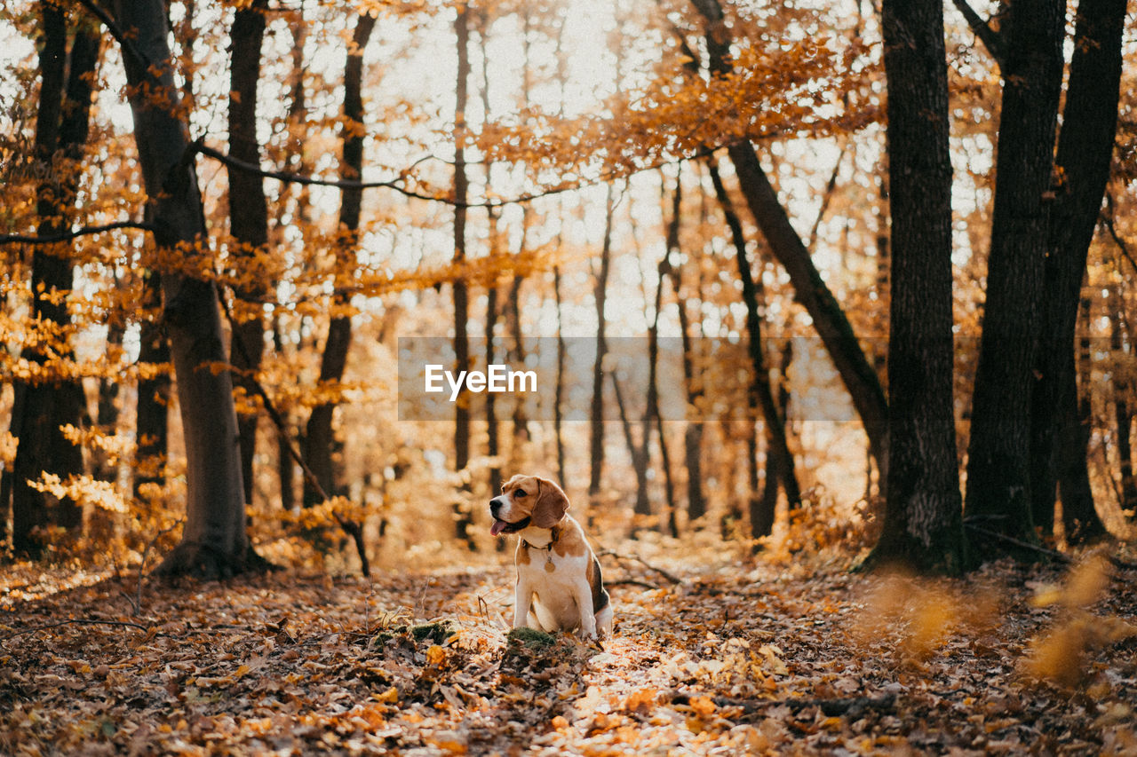 View of dog sitting in forest