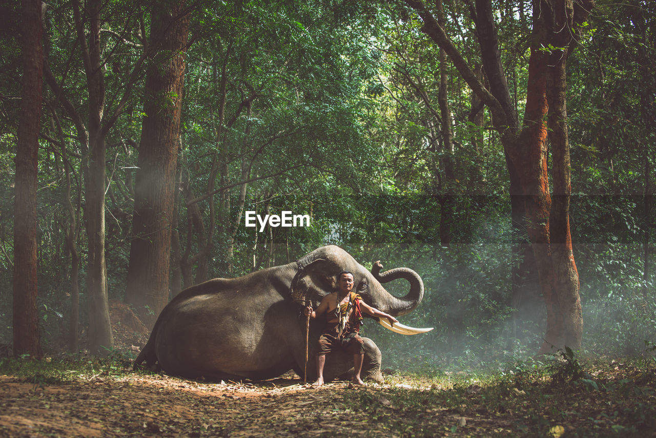 Full length of man sitting by elephant in forest