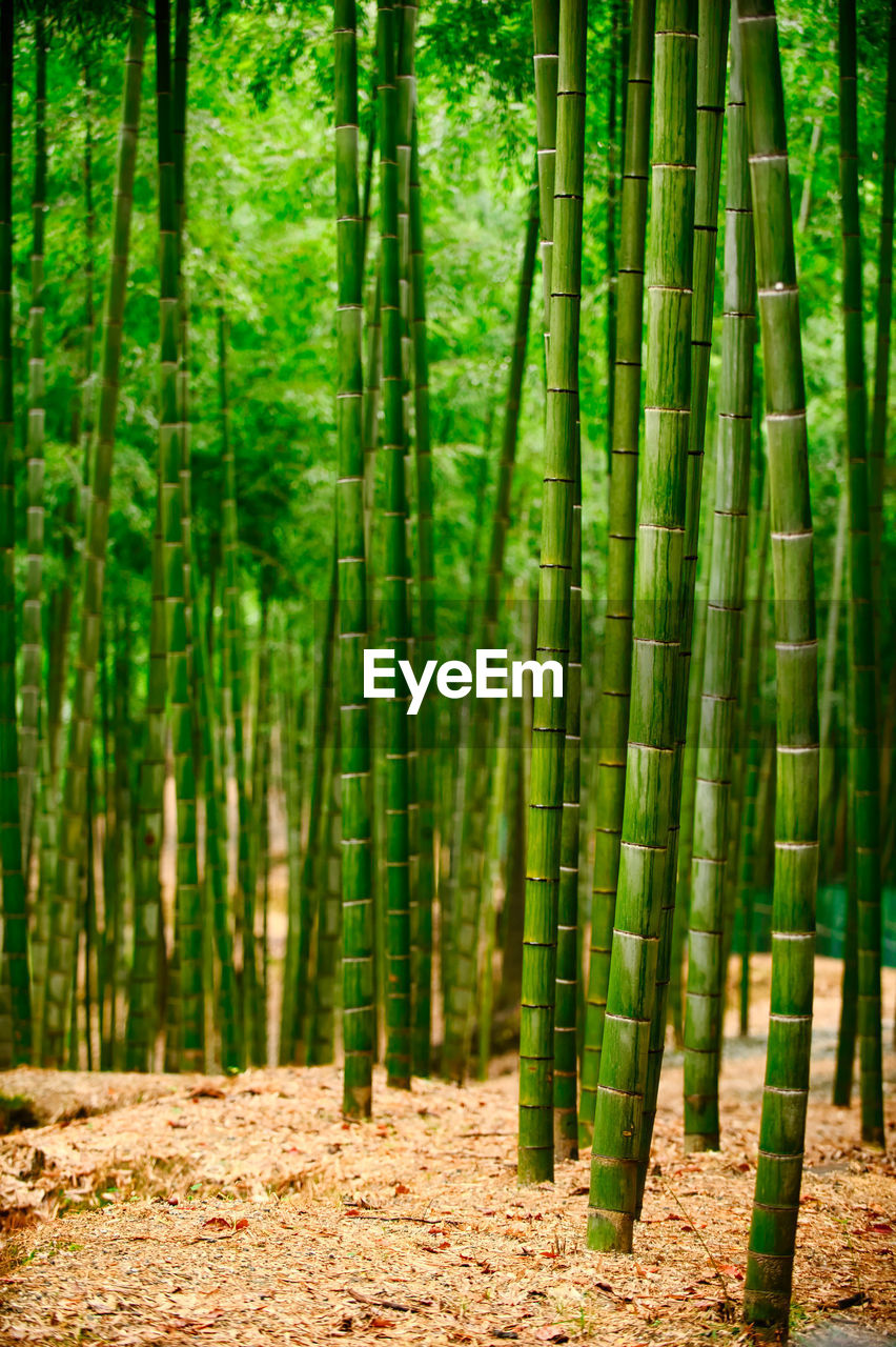 VIEW OF BAMBOO TREES IN THE FOREST