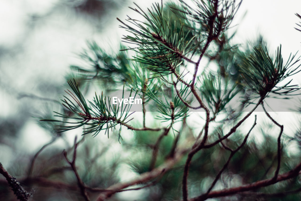 Close-up of pine tree