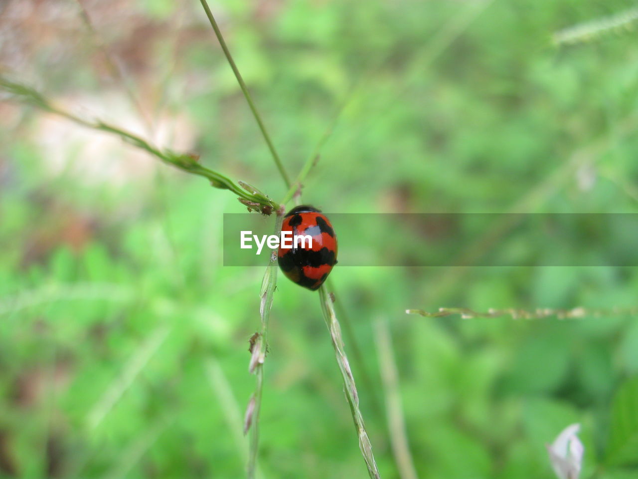 Close-up of ladybug on plant