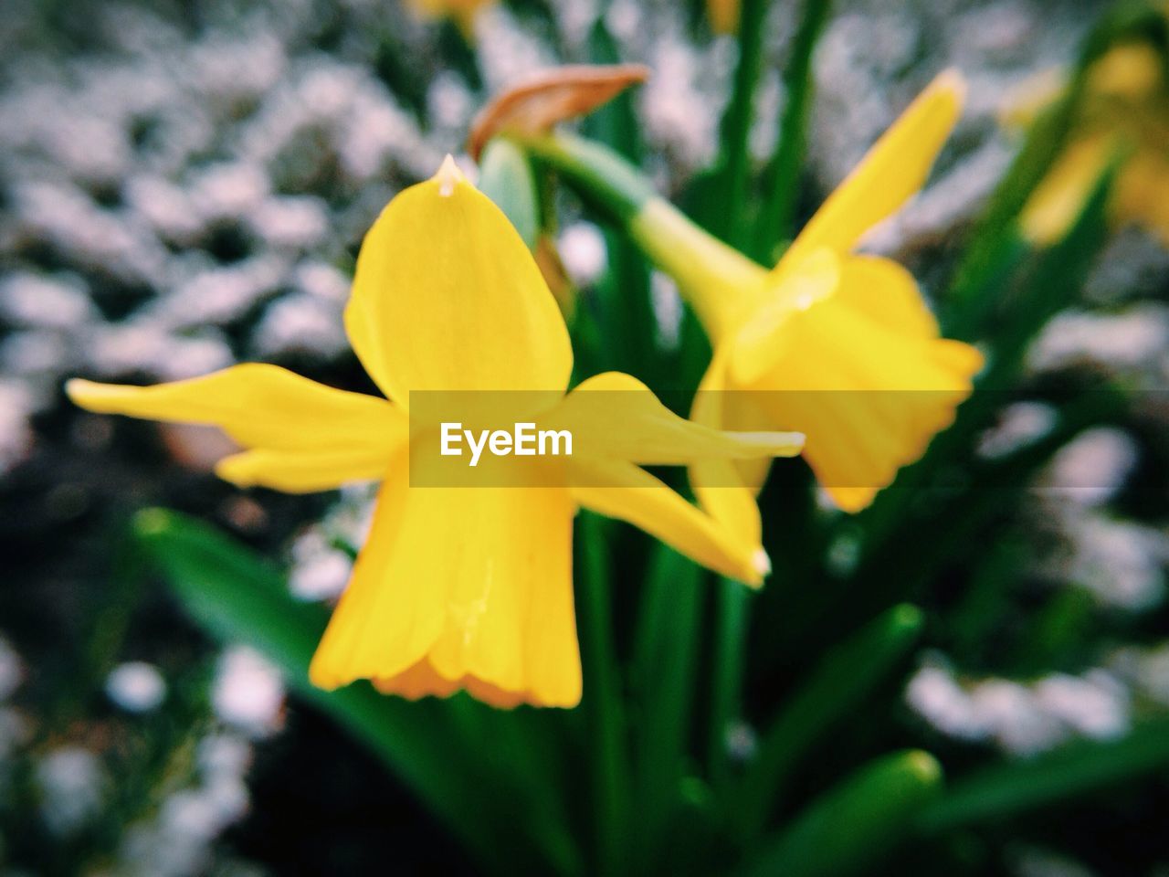 Close-up of yellow flowers blooming in park