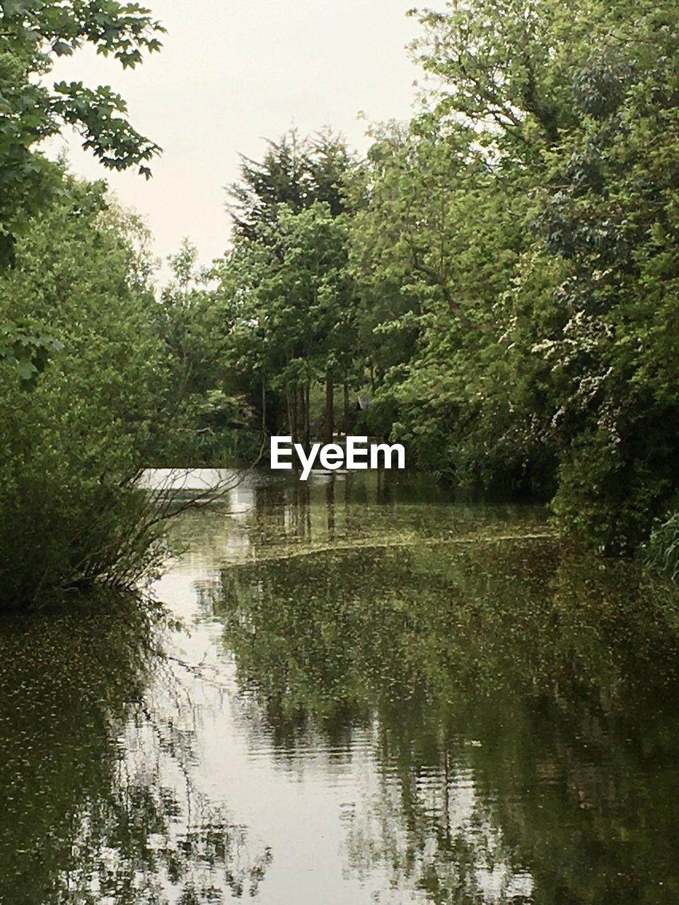 SCENIC VIEW OF LAKE IN FOREST