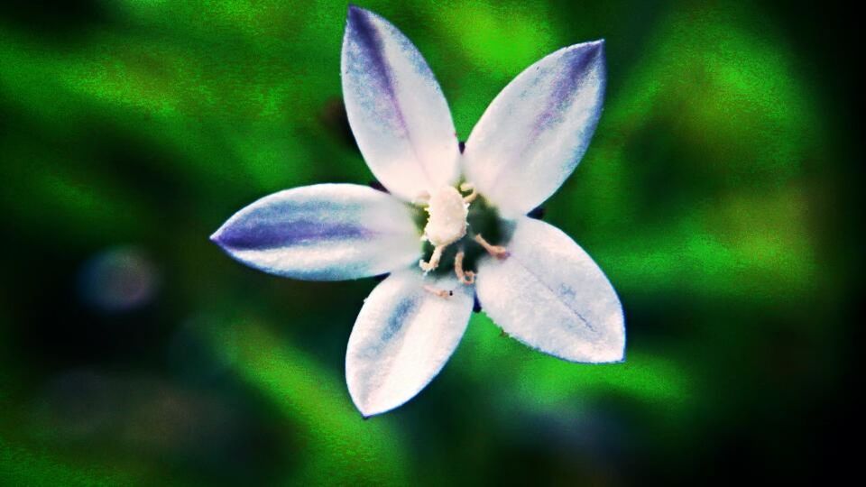 CLOSE-UP OF WHITE FLOWERS BLOOMING