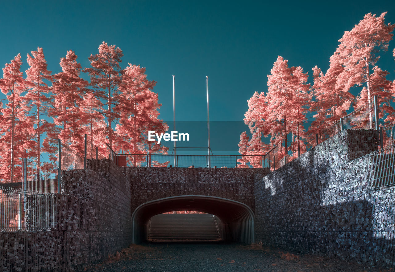 Low angle view of infrared tree against sky