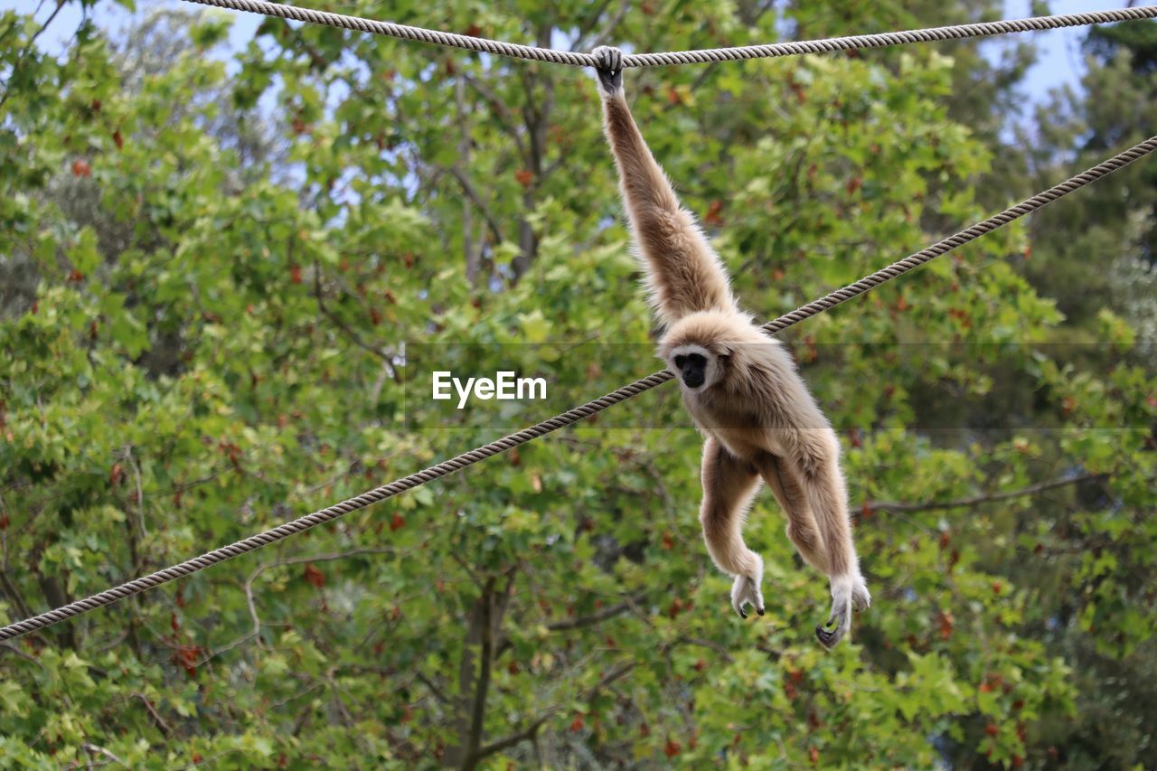 Monkey hanging from rope in forest