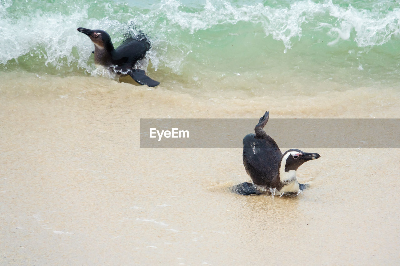 South africa penguins in the boulders beach nature reserve. cape town, south africa