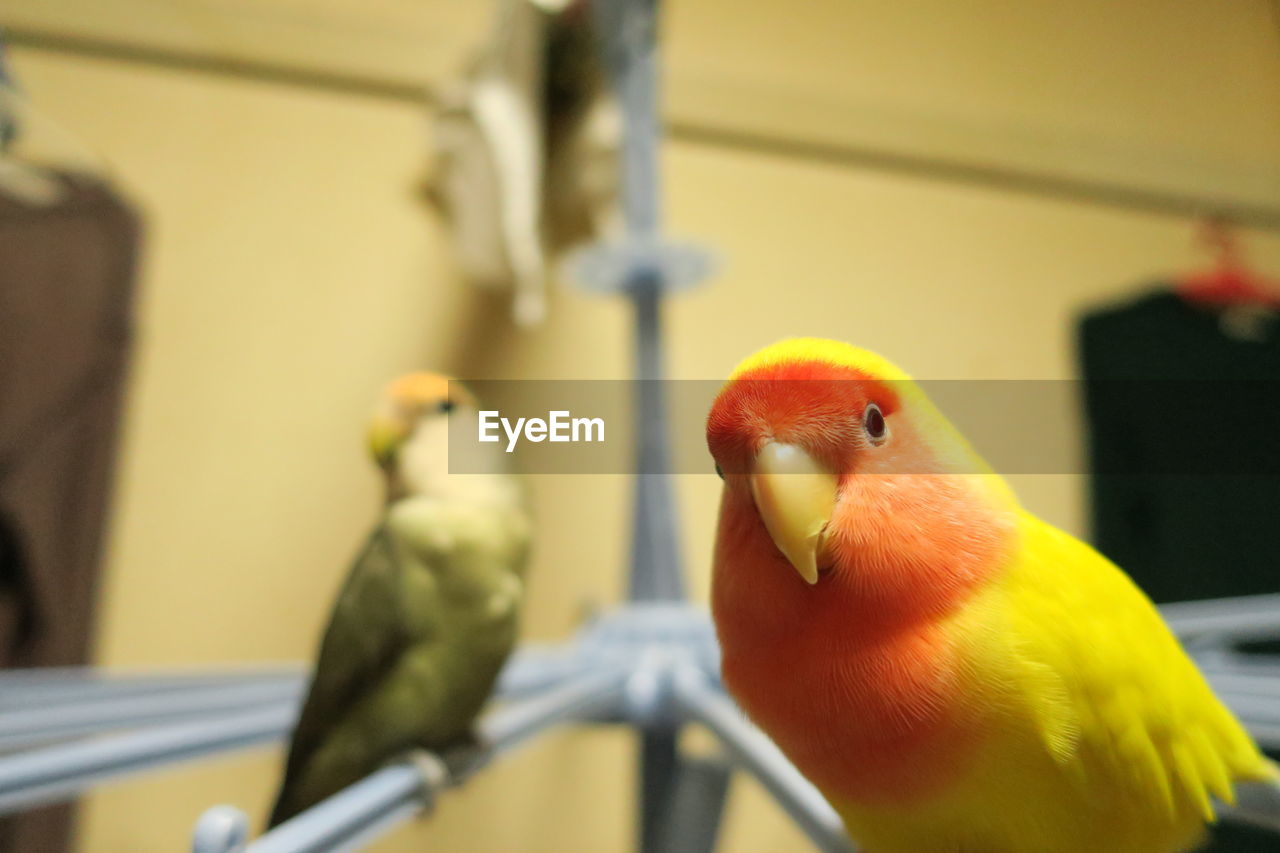 Close-up of parrot perching in cage