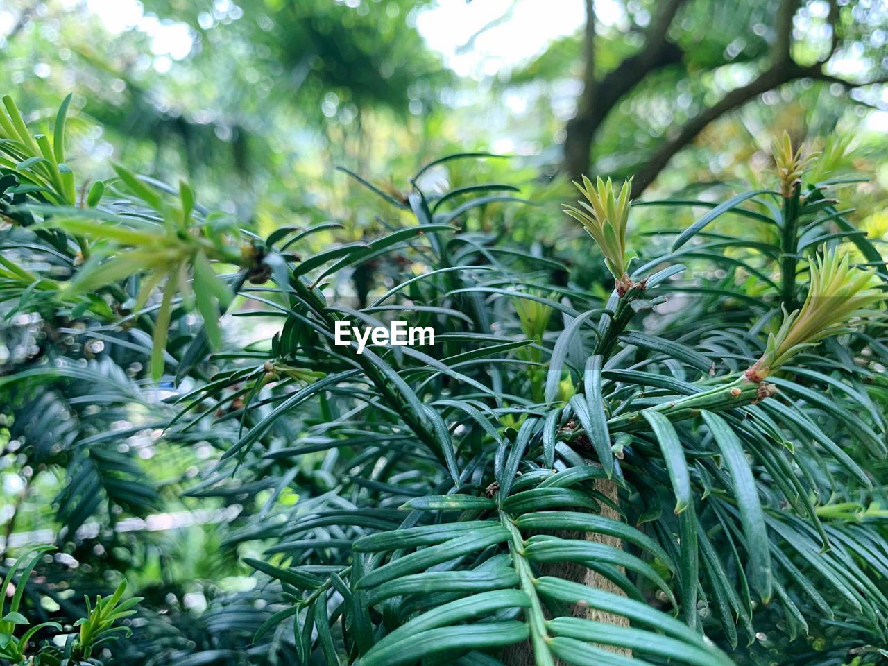 CLOSE-UP OF FRESH GREEN PLANT IN FIELD