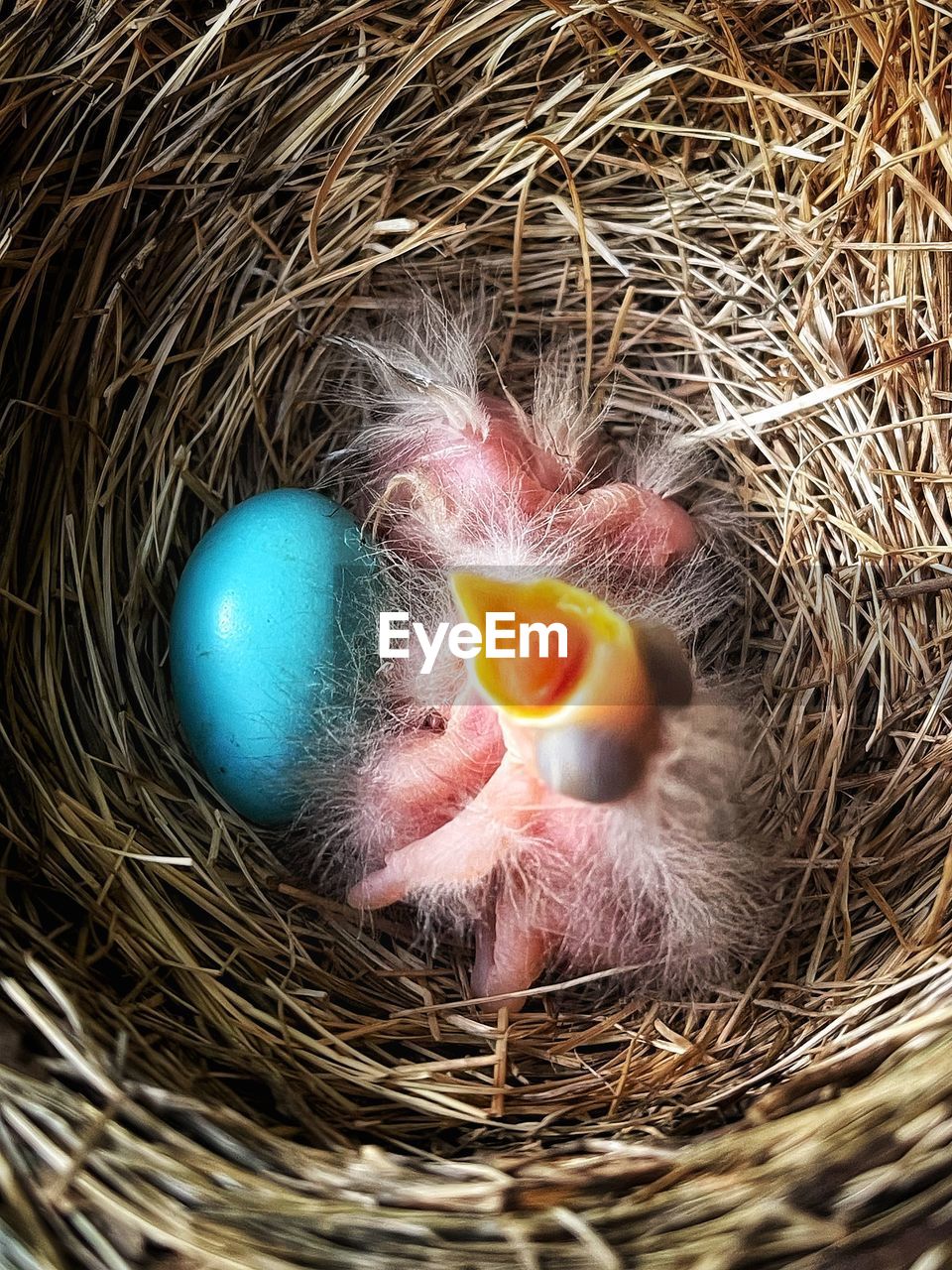 egg, animal nest, bird, animal, animal themes, nest, bird nest, animal egg, no people, beak, close-up, young animal, beginnings, nature, high angle view, fragility, young bird, animal wildlife, hay, one animal, robin, straw, outdoors