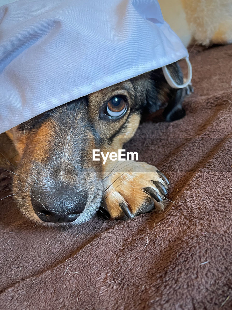 CLOSE-UP PORTRAIT OF DOG RESTING ON BED