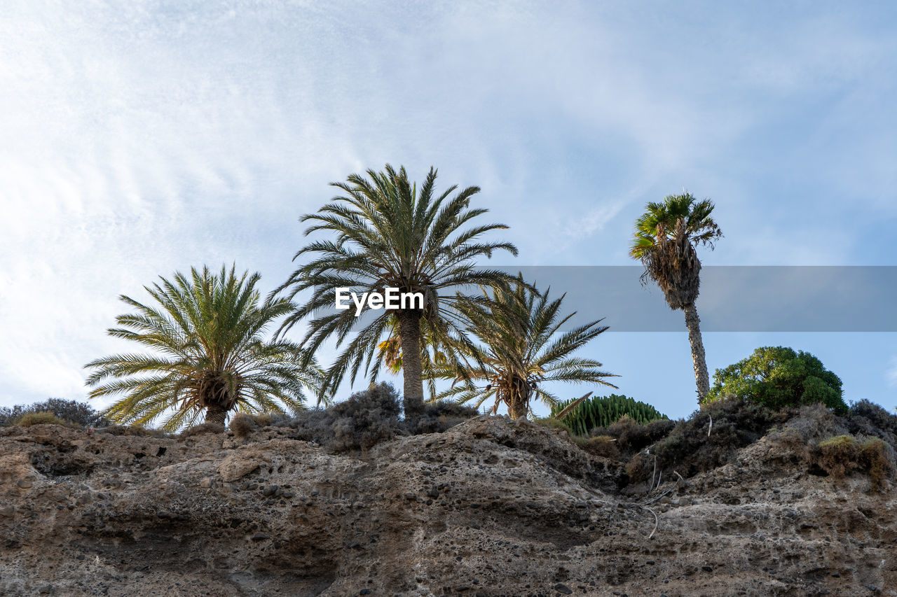 LOW ANGLE VIEW OF COCONUT PALM TREES ON DESERT AGAINST SKY