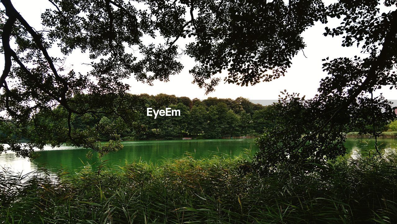 SCENIC VIEW OF LAKE AGAINST TREES