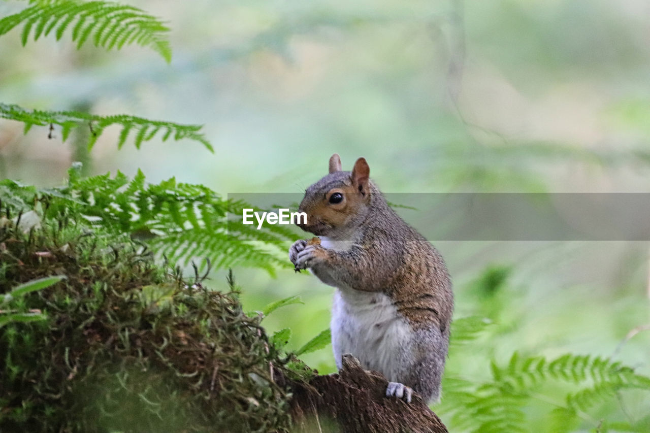 CLOSE-UP OF SQUIRREL ON A LAND