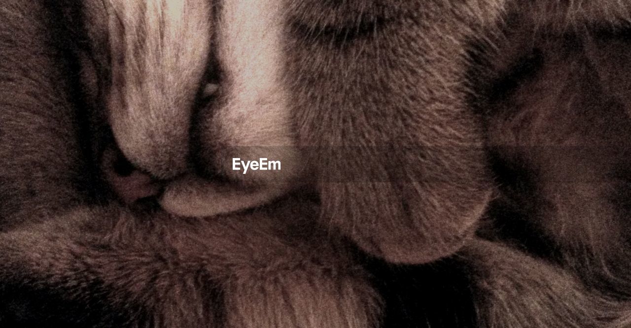 CLOSE-UP OF CAT SLEEPING