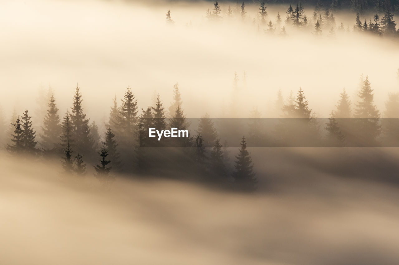 Trees on snow covered land against sky