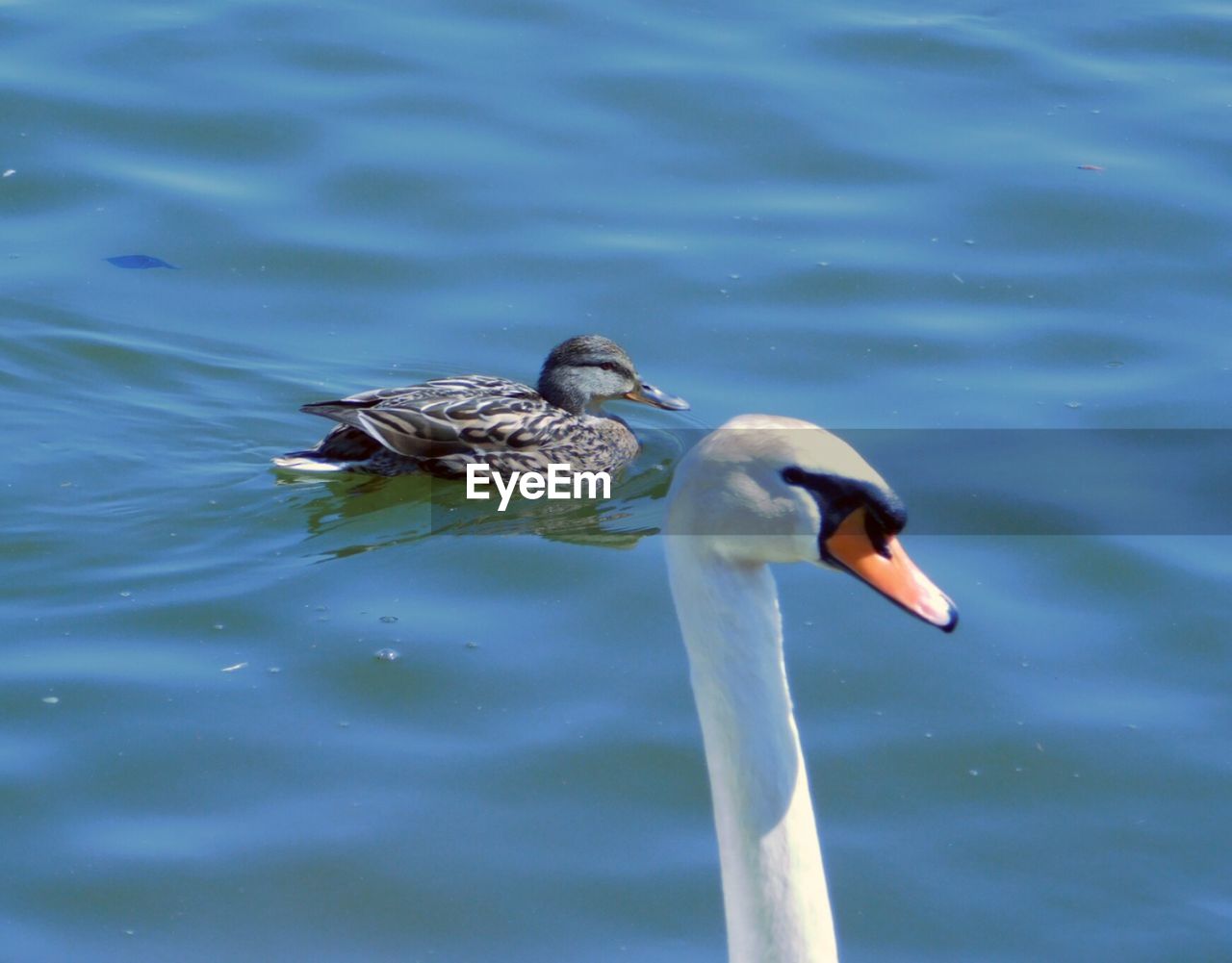 BIRD SWIMMING ON LAKE