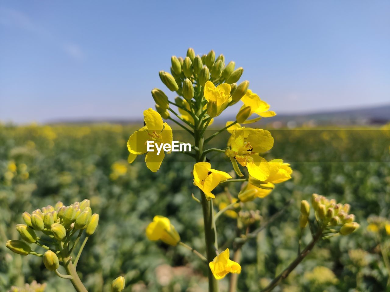 CLOSE-UP OF YELLOW FLOWERING PLANTS ON FIELD