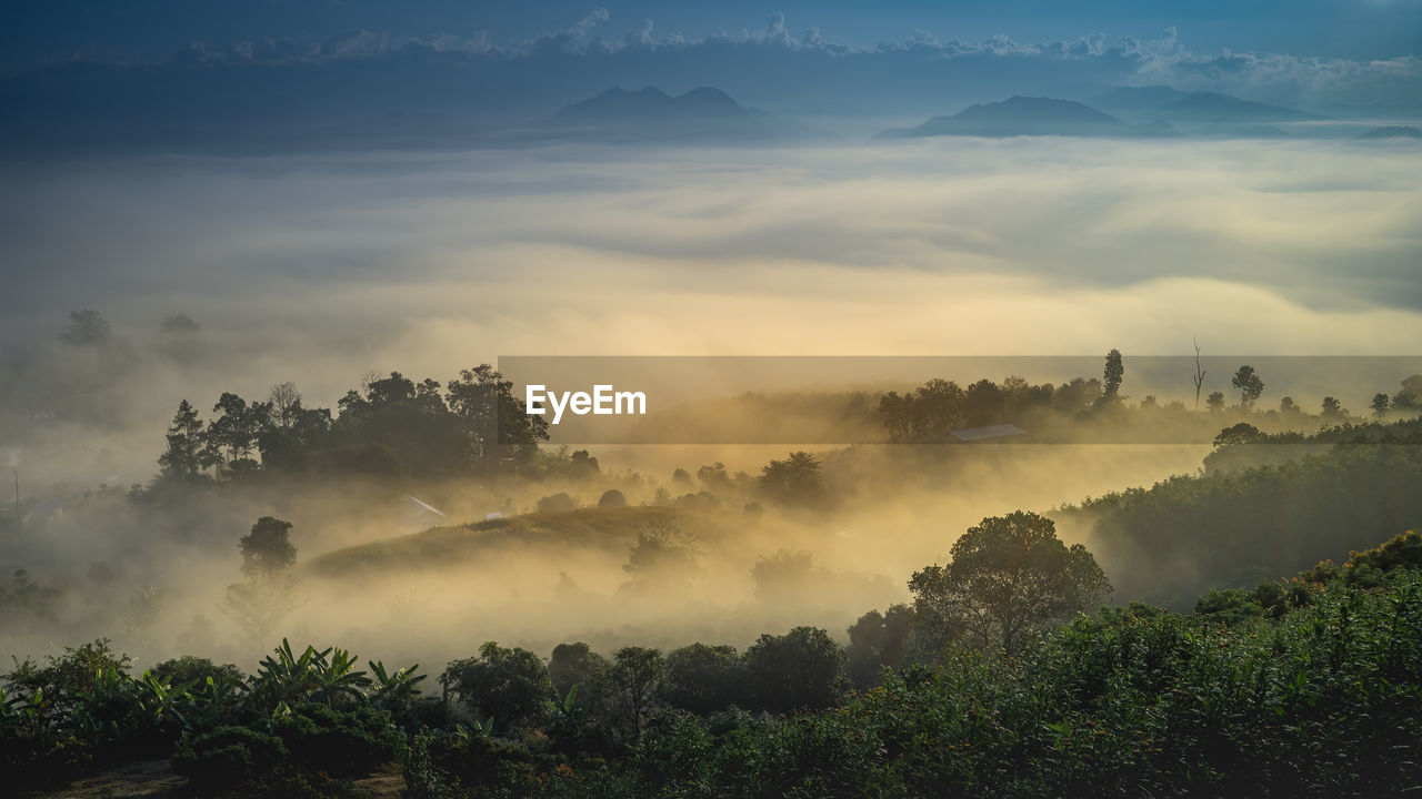 Panoramic shot of trees against sky