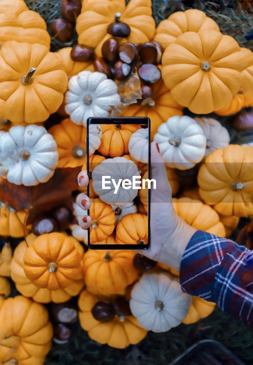 High angle view of hand photographing pumpkins at field