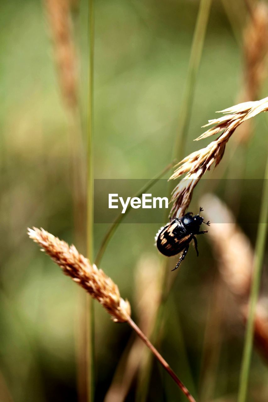 Close-up of insect on plant
