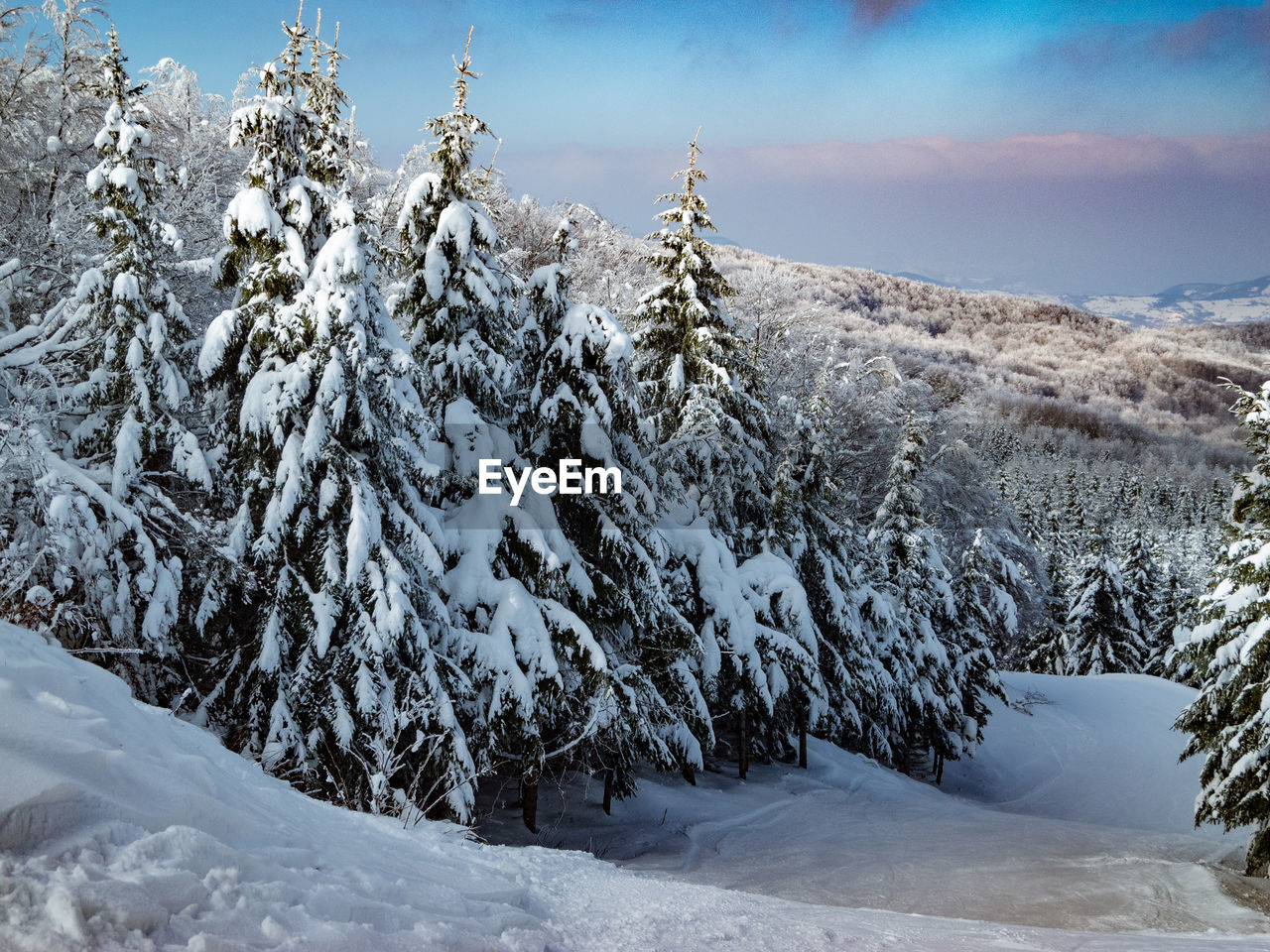 Trees on snow covered landscape