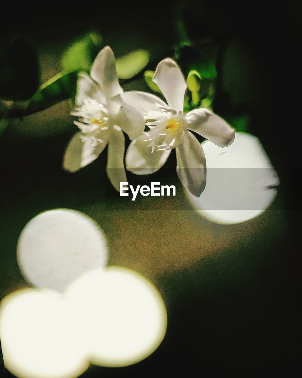 CLOSE-UP OF WHITE FLOWERS