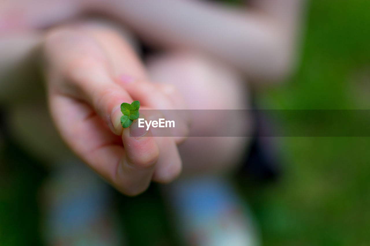 Cropped image of person holding leaves