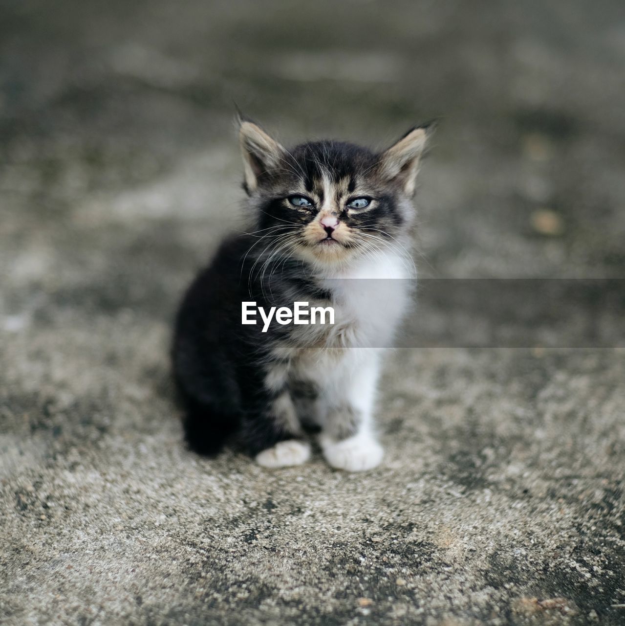 PORTRAIT OF CAT SITTING ON CARPET