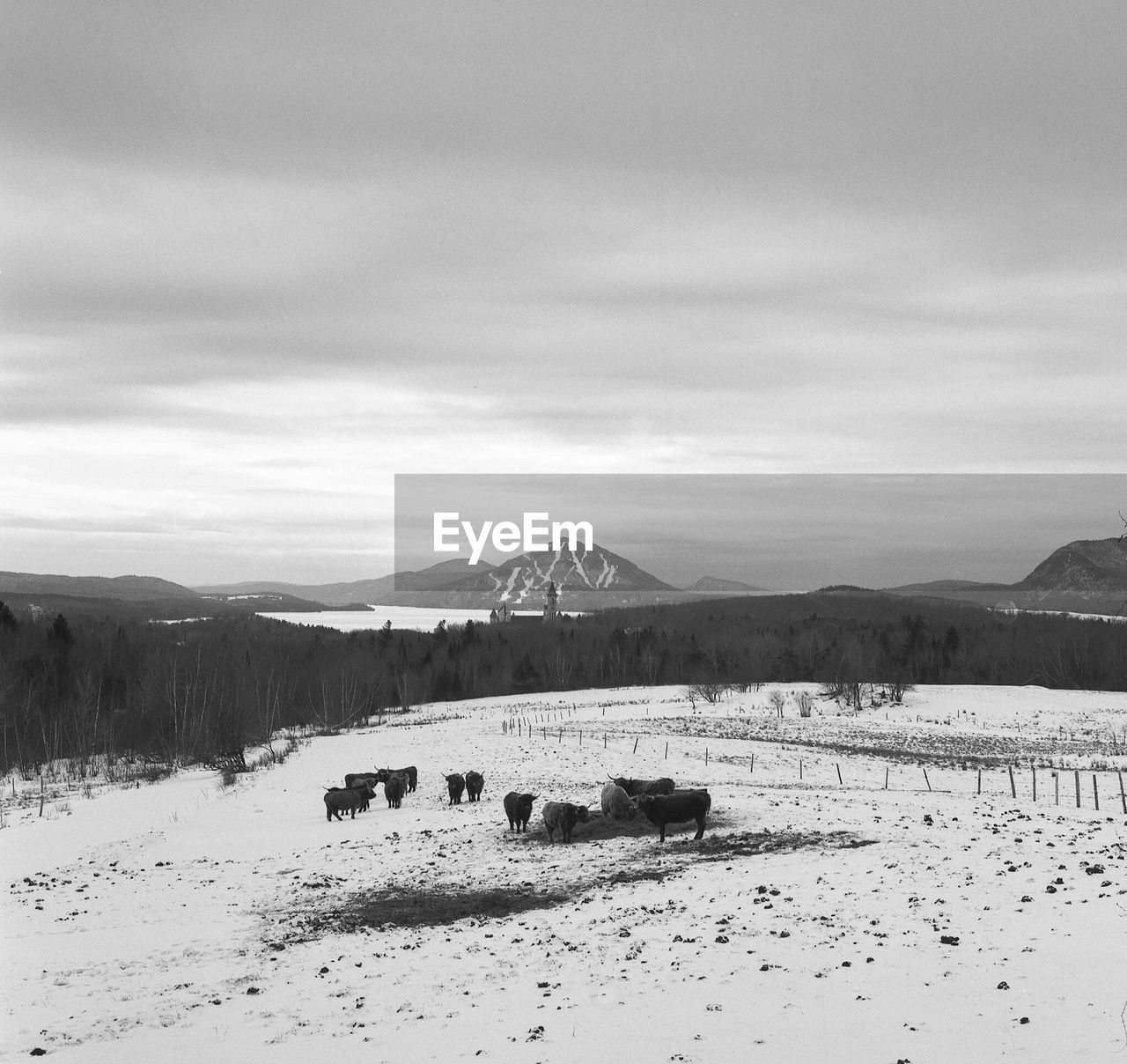 Cattle on snow landscape